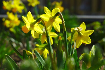 Garden floral flowers photo