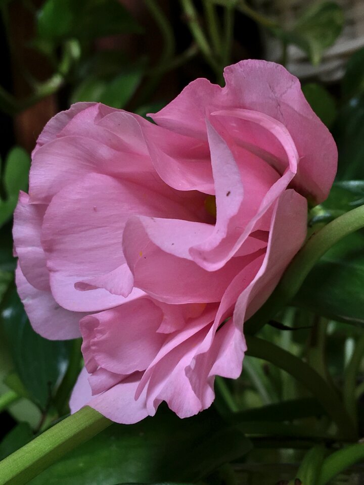 Flower garden petals