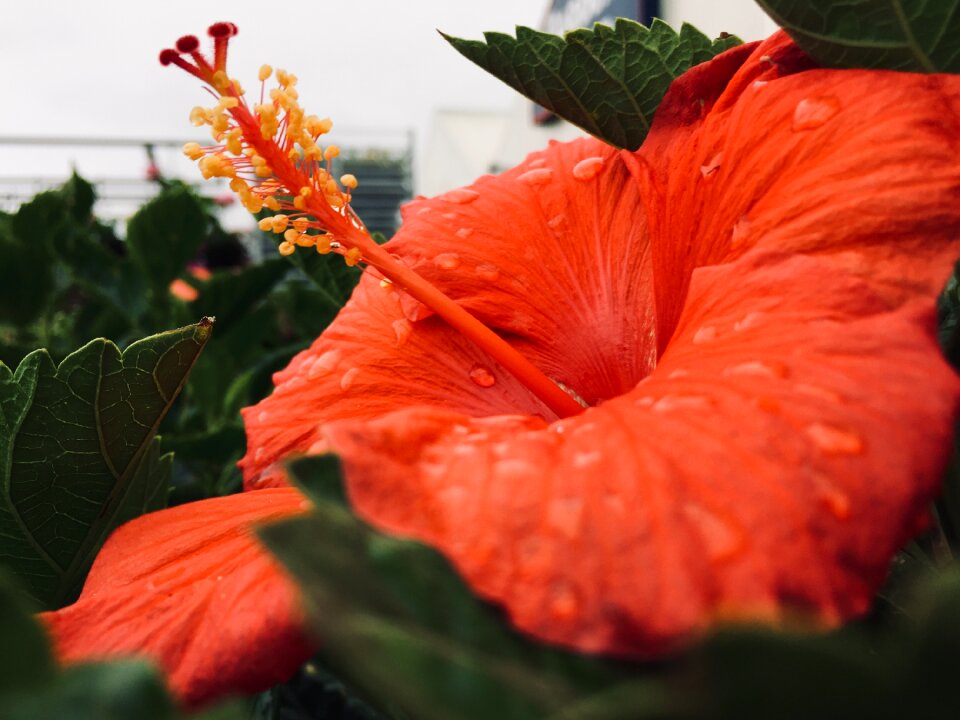 Flora garden tropical