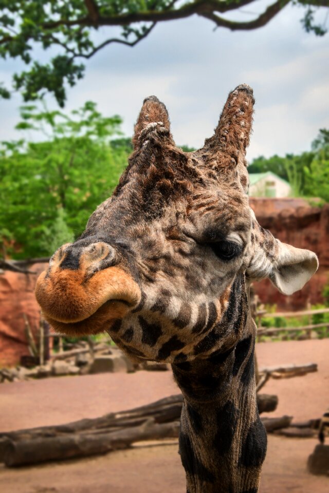 Zoo hanover giraffe