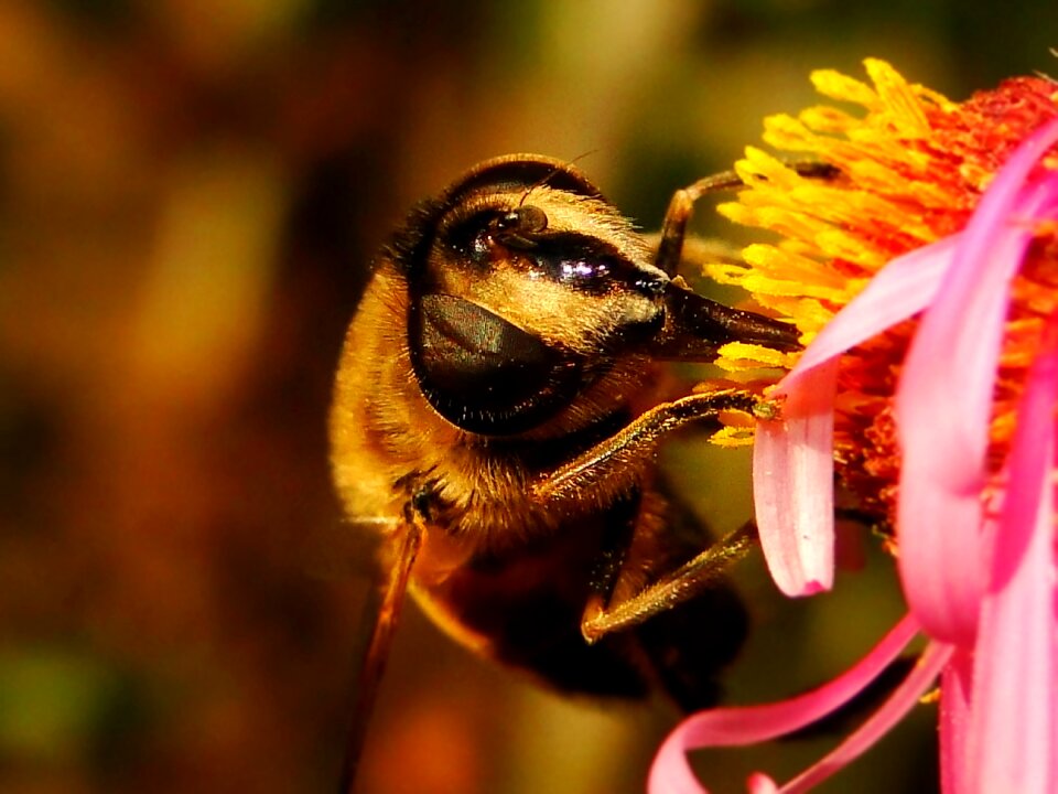 No one muchówki pollination