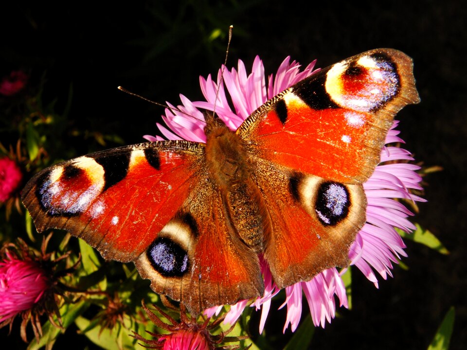 Color animals butterflies
