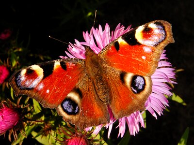 Color animals butterflies photo