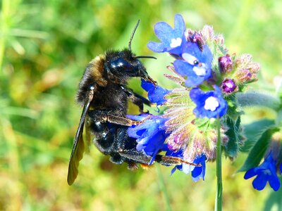 Pollination flower garden