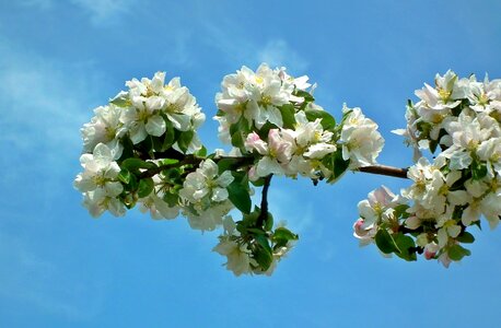 Apple nature petal