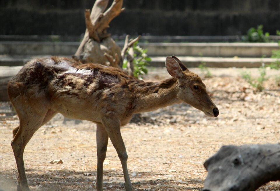 Animal nature wild