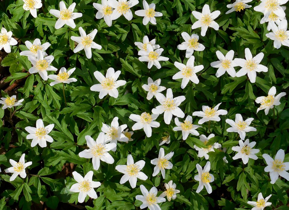 Spring flowers white flower spring