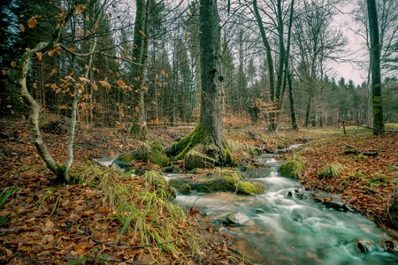 Forest bach autumn photo