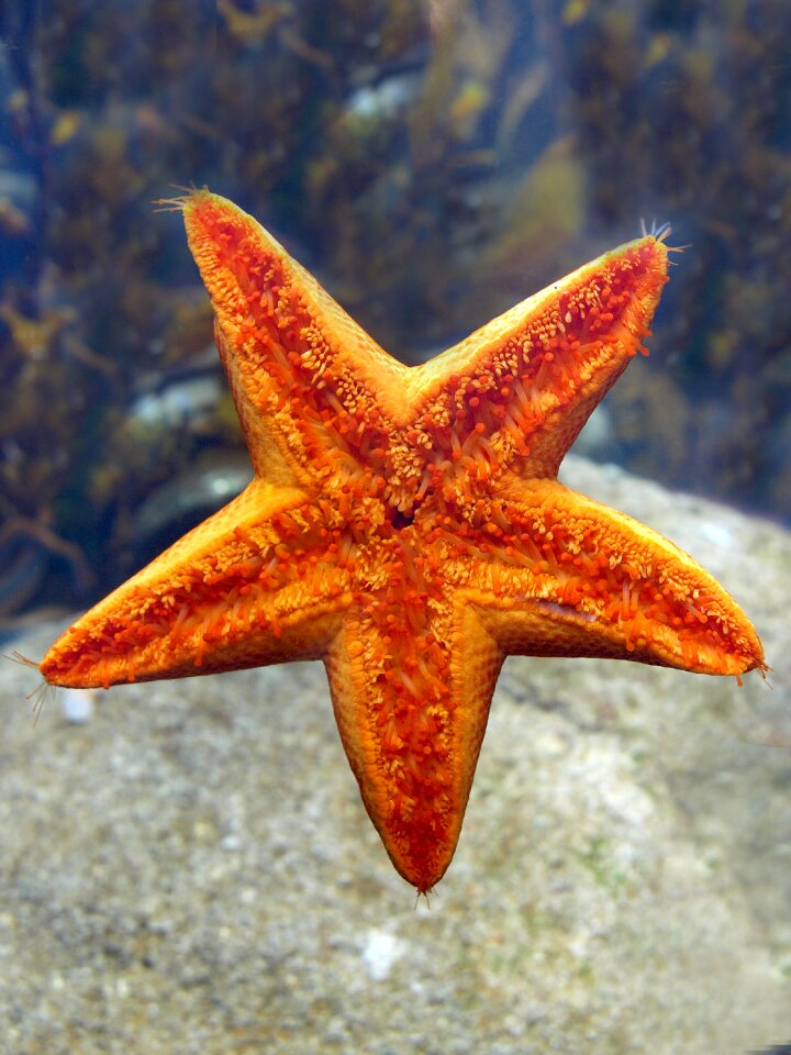Sea shellfish invertebrate
