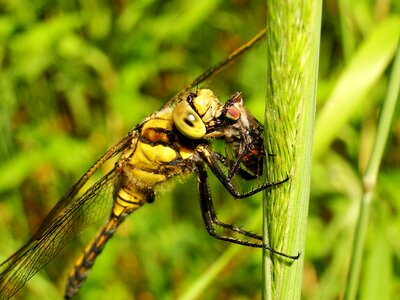 Dragonflies różnoskrzydłe lecicha total female photo