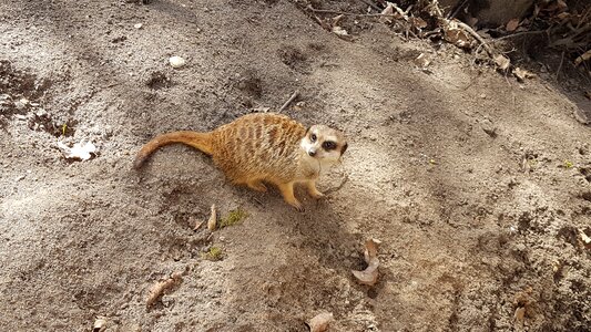 Earth animal world animal