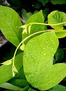 Dew drops soon leaves clove