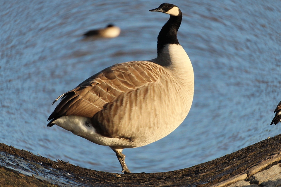 Birds geese migratory birds