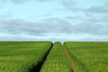 Farm grass land photo