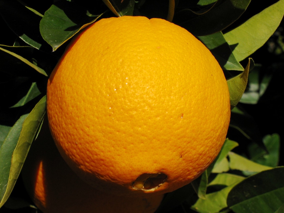 Citrus red nature