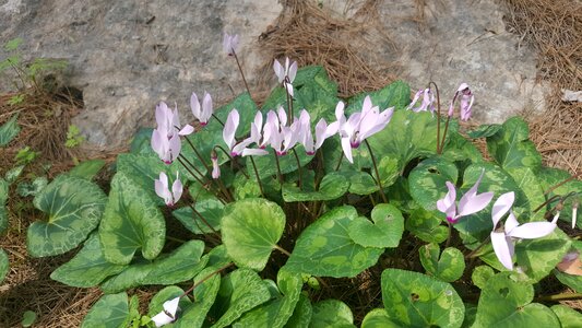 Nature garden petal