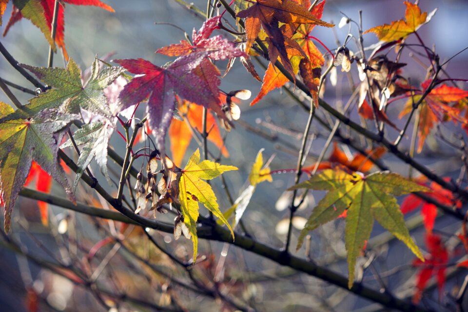 Nature season branch