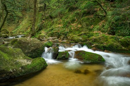 River bach forest photo