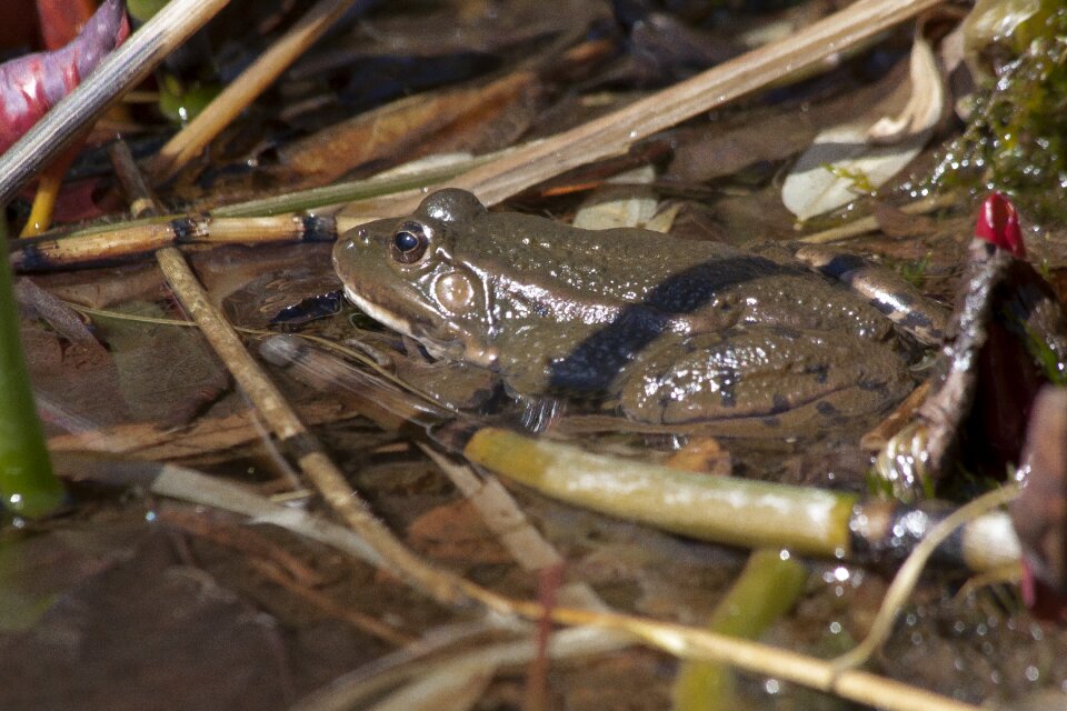 Frog amphibian animal