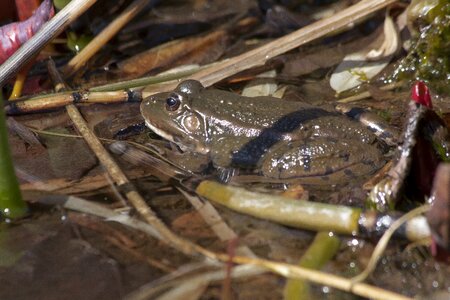 Frog amphibian animal photo