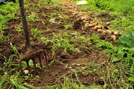 Agriculture flora root