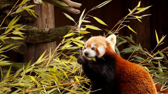 Nature mammal cute
