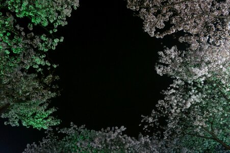Night view cherry cherry blossoms