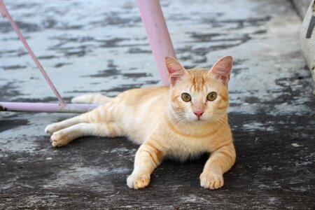 Portrait cut pet