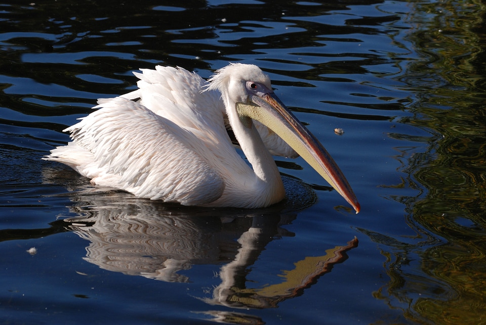 Rosy pelican water bird bird