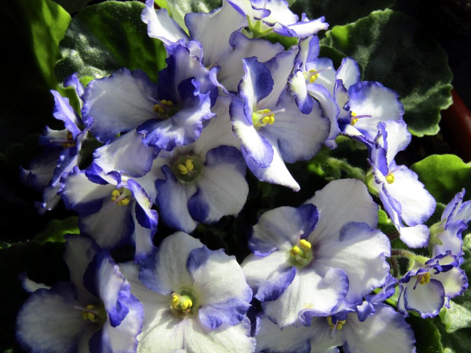 Sheet garden color