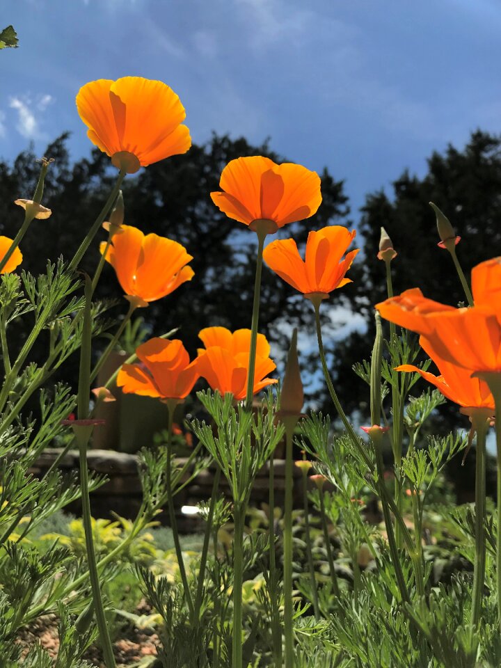 Summer garden poppy