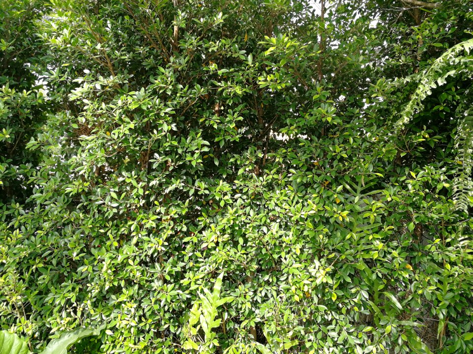 Growth tree