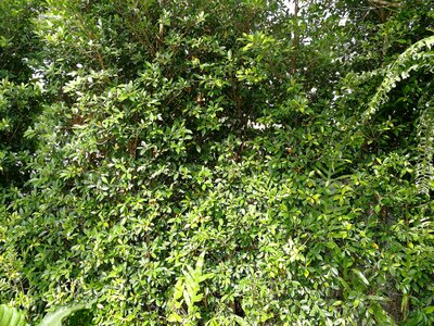 Growth tree