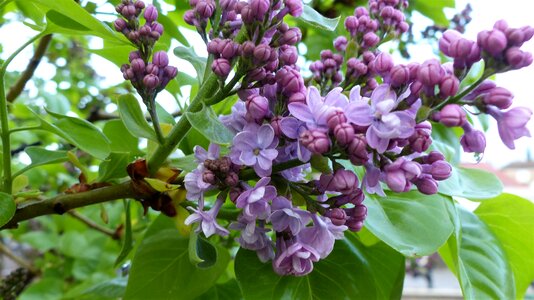 Leaf garden lilac