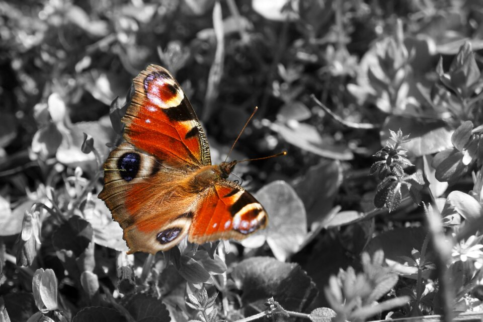 Insect animal animal world