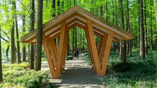 Tree outdoor building