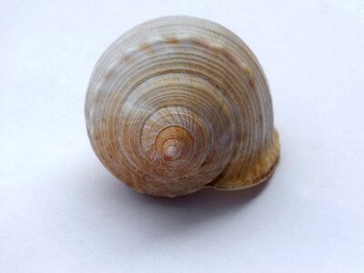 Seafood snail conch