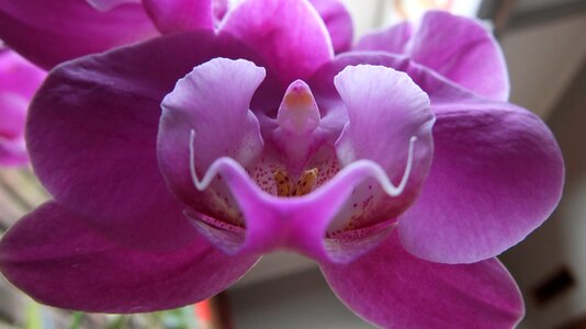 Petal blooming