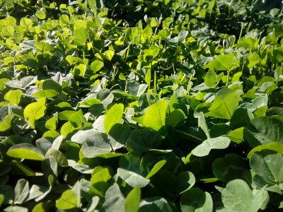 Growth agriculture