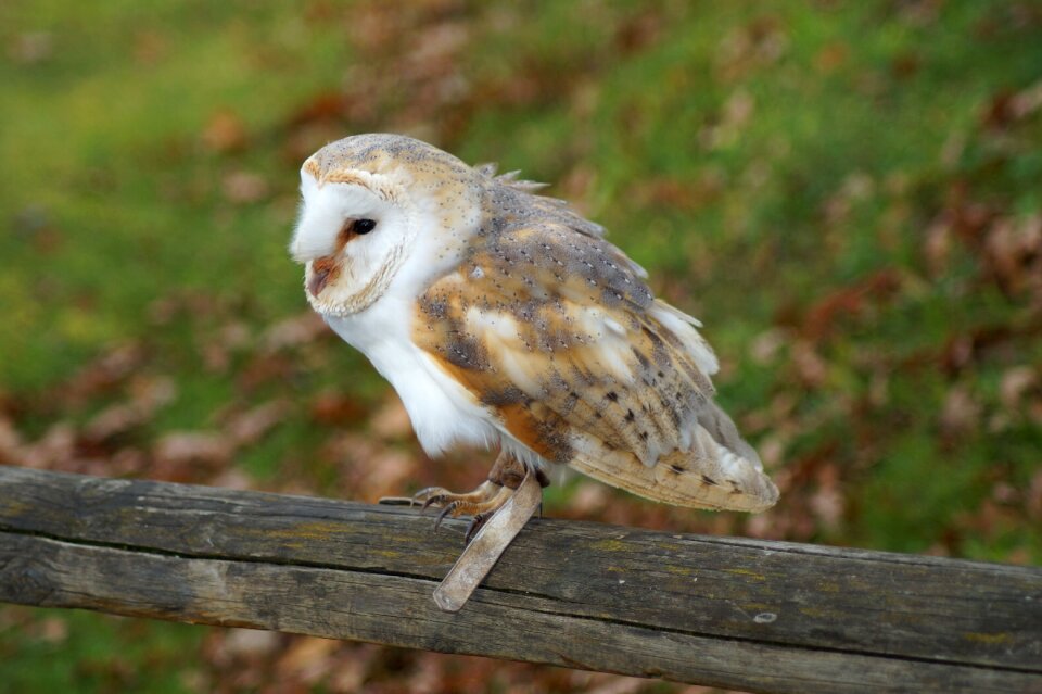 Nature bird small