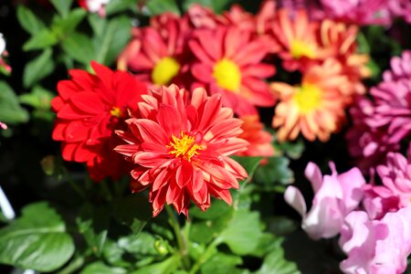 Garden summer petal