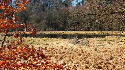 Autumn tree season