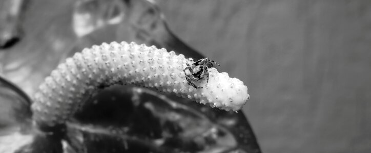 Black and white insect ladybug