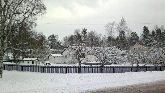 Tree snow nature
