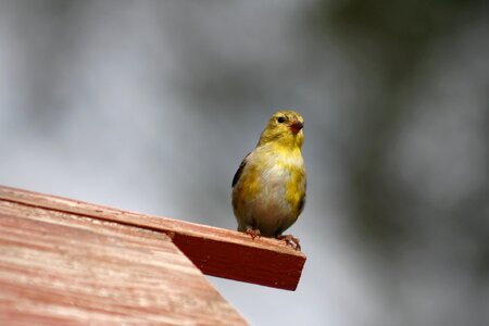Female gold finch wildlife natural