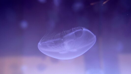Jellyfish water Free photos