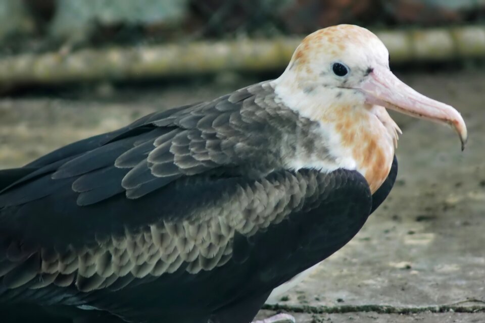 Animal feather zoo