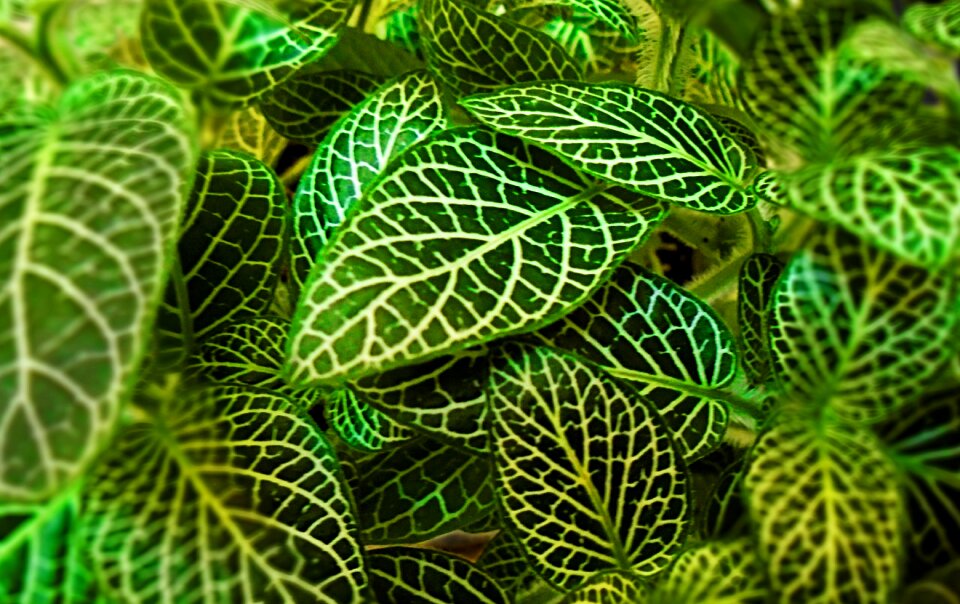 Desktop flora pattern