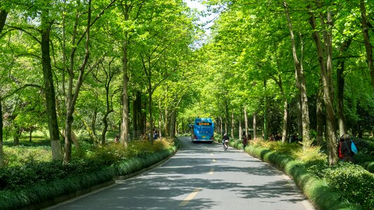 Leaf road landscape photo