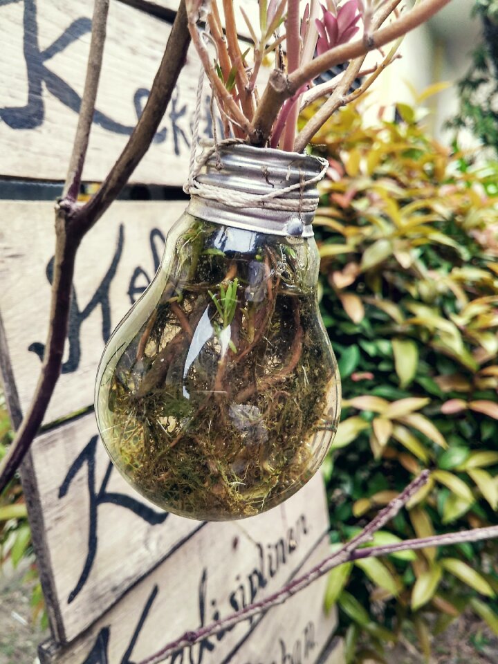 Plants think creative